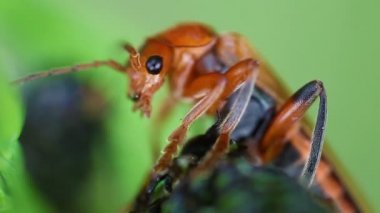 asker böcekleri - cantharidae
