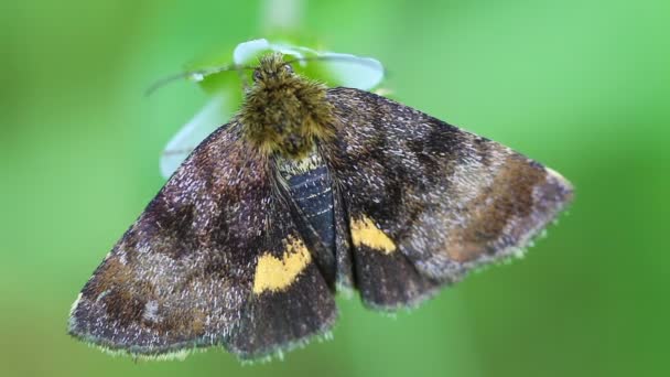 Small yellow underwing — Stock Video