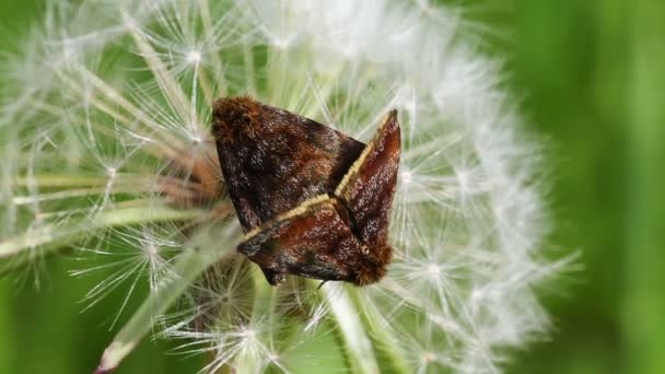 Small yellow underwing - mating — Stock Video