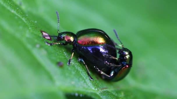 Dock leaf beetle - спаривание — стоковое видео