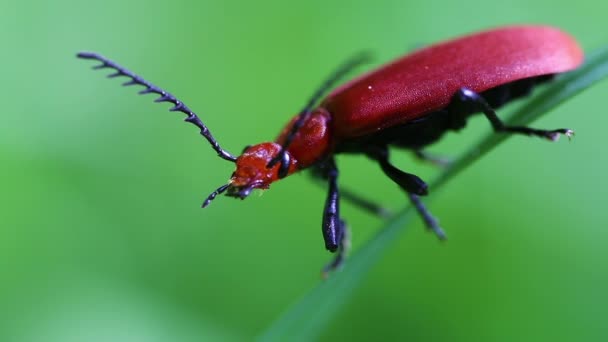 Red-headed fire beetles — Stock Video