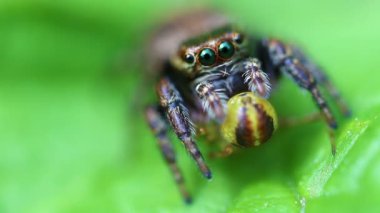 örümcek - super makro atlama