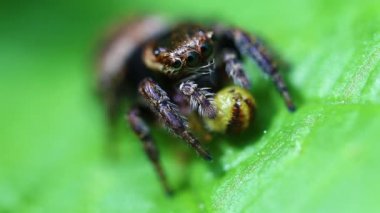 örümcek - salticidae - av atlama