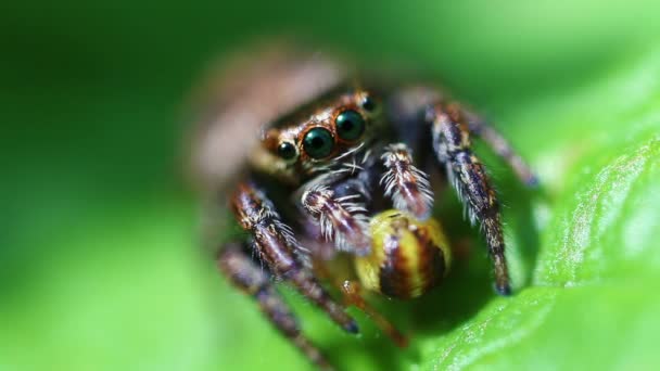 Aranha-de-salto - Salticidae — Vídeo de Stock