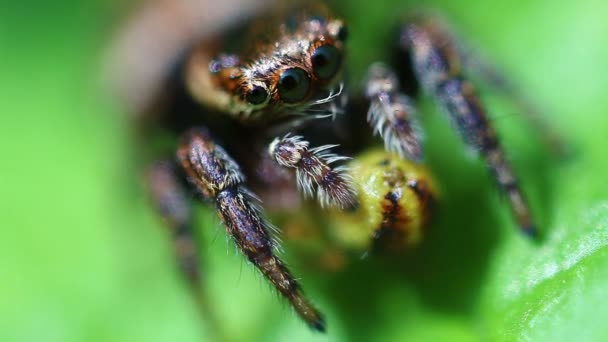 Araña saltando - presa - super Macro — Vídeo de stock