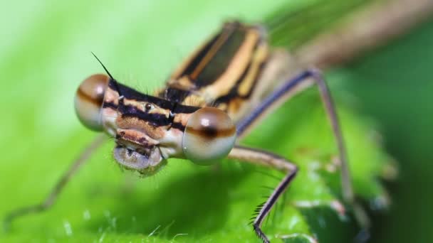 Kuzey kızböcekleri - super makro — Stok video
