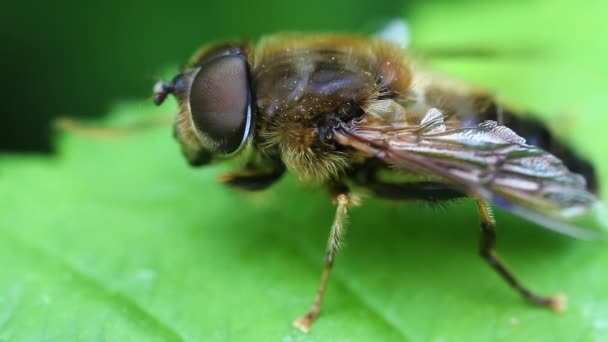 Hoverfly - Syrphidae — стокове відео