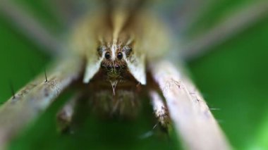 çocuk odası web spider - gözler