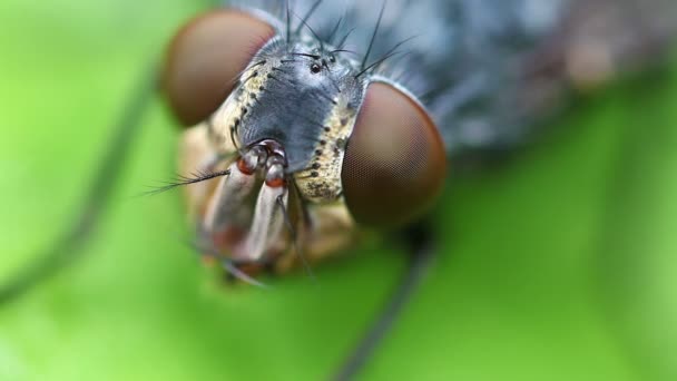 Grijze vlees fly - compound eye — Stockvideo