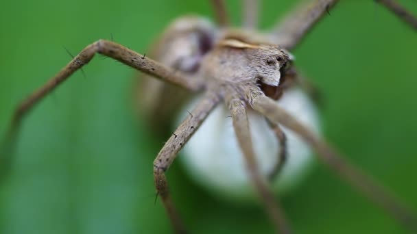 Baumschule Netzspinne - Kokon - Makro — Stockvideo