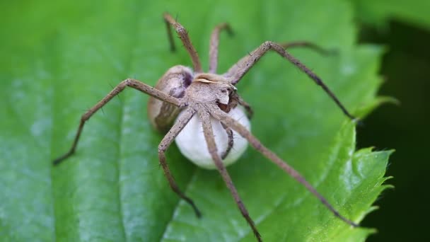 Nursery web Spider - Cocoon — Stock Video