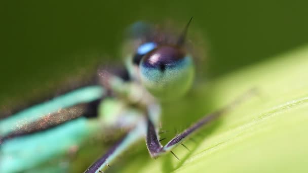 ΣΙΕΛ damselfly - μάτι — Αρχείο Βίντεο