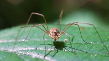 Harvestman - makro