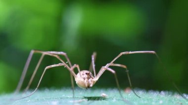 Harvestman - supermacro