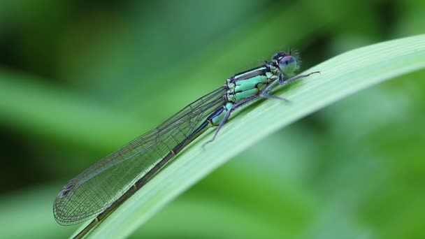 Azure Damselfly - makrofly – stockvideo