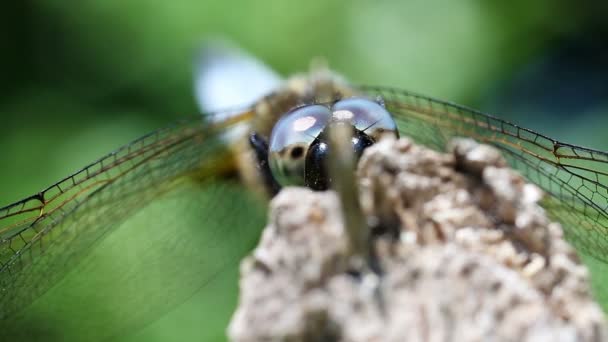 Broad-bodied Chaser - hiding — Stock Video