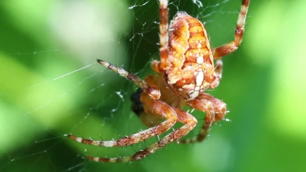 European garden spider - macro — Stock Video