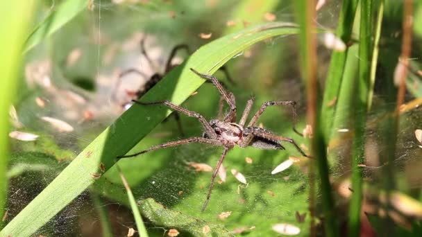 Wilk pająki - parowanie — Wideo stockowe