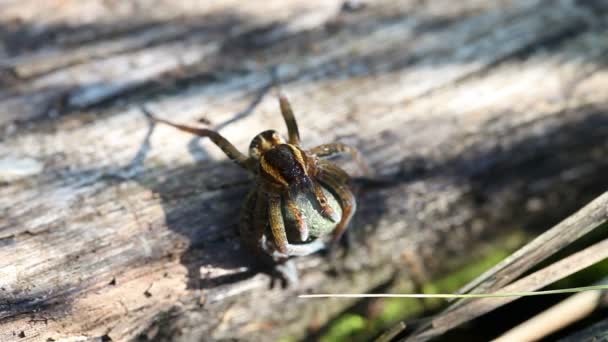 Umrandete Jagdspinne — Stockvideo