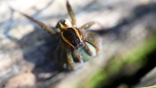 Rimmed hunting spider - macro — Stock Video