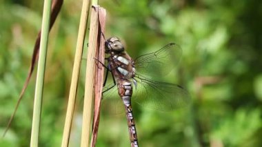 sonbahar hawker - aeshna mixta