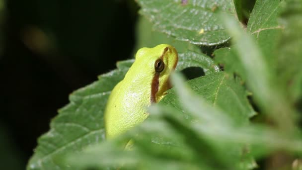 Europäischer Laubfrosch - hyla arborea — Stockvideo