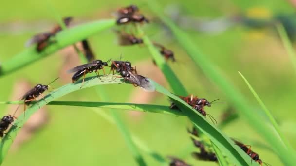 Flygande myra — Stockvideo