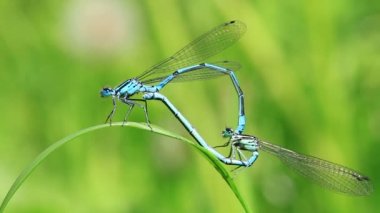 Azure kızböcekleri - çiftleşme