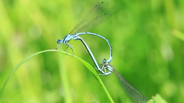 Azure Damselfly at mating — Stock Video