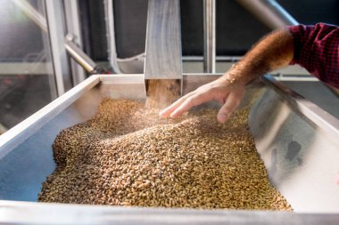 Deri önlüklü genç bir bira üreticisi modern bir bira fabrikasında malt tohumlarının öğütülmesini kontrol eder.