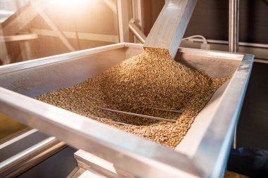 Fabrikadaki malt tohumlarını öğütme süreci