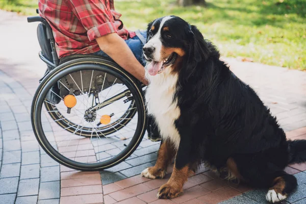 Köpeğiyle birlikte tekerlekli sandalyede fiziksel engelli mutlu bir genç adam.. — Stok fotoğraf