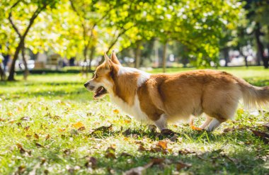 Parktaki şirin Galli Corgi sosislisinin portresi.