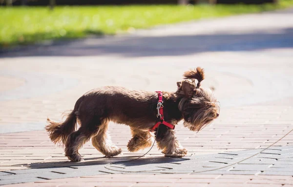 Portret uroczego psa terrier yorkshire w parku. — Zdjęcie stockowe