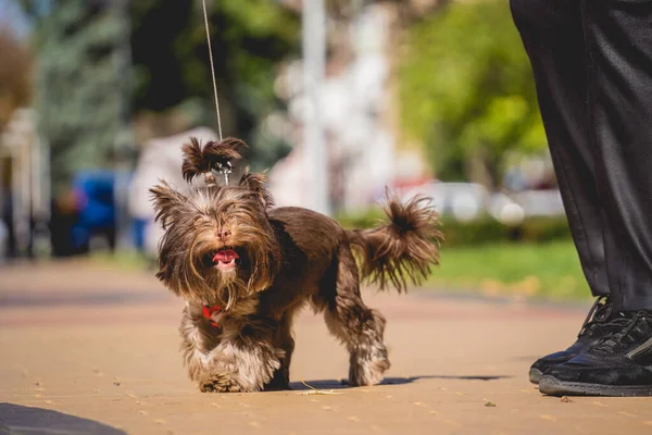 The owner walks the yorkshire terrier dog in the park. — Stock Photo, Image