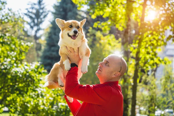 Właściciel gra walijskiego psa corgi w parku.. — Zdjęcie stockowe