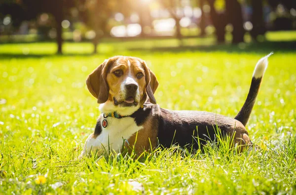 Porträtt av söt beagle hund i parken. — Stockfoto