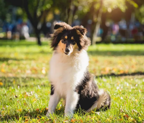 Retrato de bonito áspero collie cão no o parque. — Fotografia de Stock