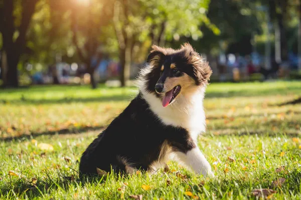 Портрет милого грубого колі собаки в парку . — стокове фото
