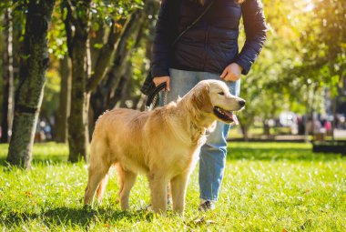 Sahibi parkta golden retriever köpeği oynuyor..