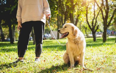 Sahibi parkta golden retriever köpeği oynuyor..