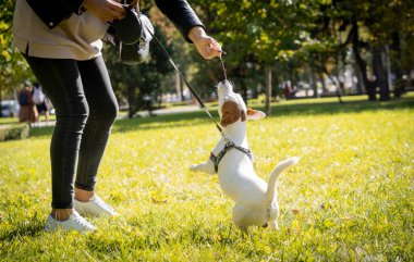 Sahibi parkta Jack Russell Terrier köpeğini eğitiyor..