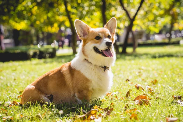 Πορτρέτο του χαριτωμένου σκύλου welsh corgi στο πάρκο. — Φωτογραφία Αρχείου