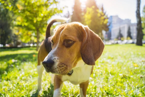 Portret van een beagle dog in het park. — Stockfoto