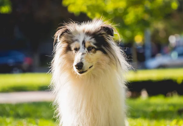 Porträtt av söt grov collie hund i parken. — Stockfoto