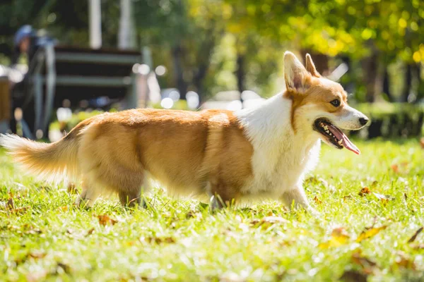 Portret uroczego walijskiego psa corgi w parku. — Zdjęcie stockowe