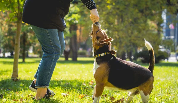 Właściciel trenuje psa beagle w parku.. — Zdjęcie stockowe