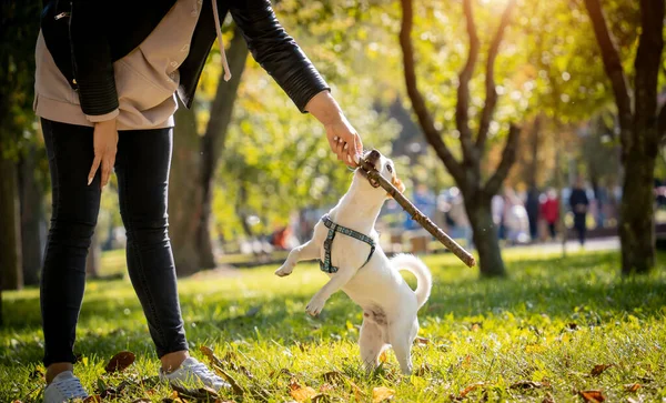 Właściciel trenuje psa terrier jack russell w parku. — Zdjęcie stockowe