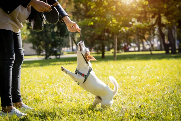 De eigenaar traint de Jack Russell terriër hond in het park. — Stockfoto