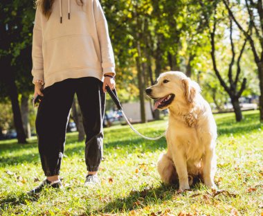Sahibi parkta golden retriever köpeği oynuyor..